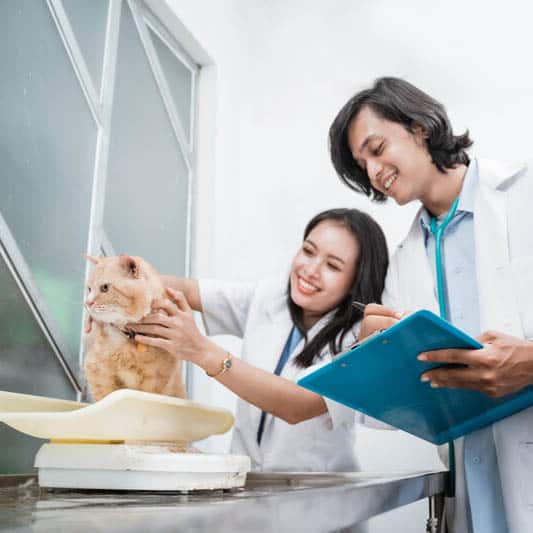 How Are Animals Weighed? What You Need to Know About Animal Scales
